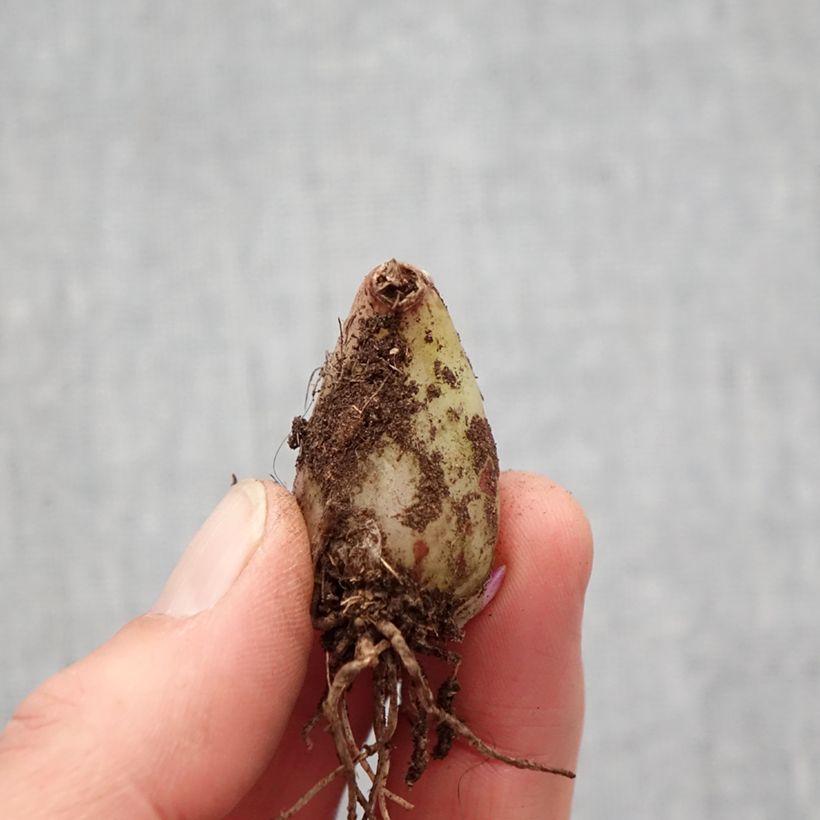 Exemplar von Pleione forrestii - Tibetorchidee Zwiebel Kaliber/Größe I wie im Frühjahr geliefert