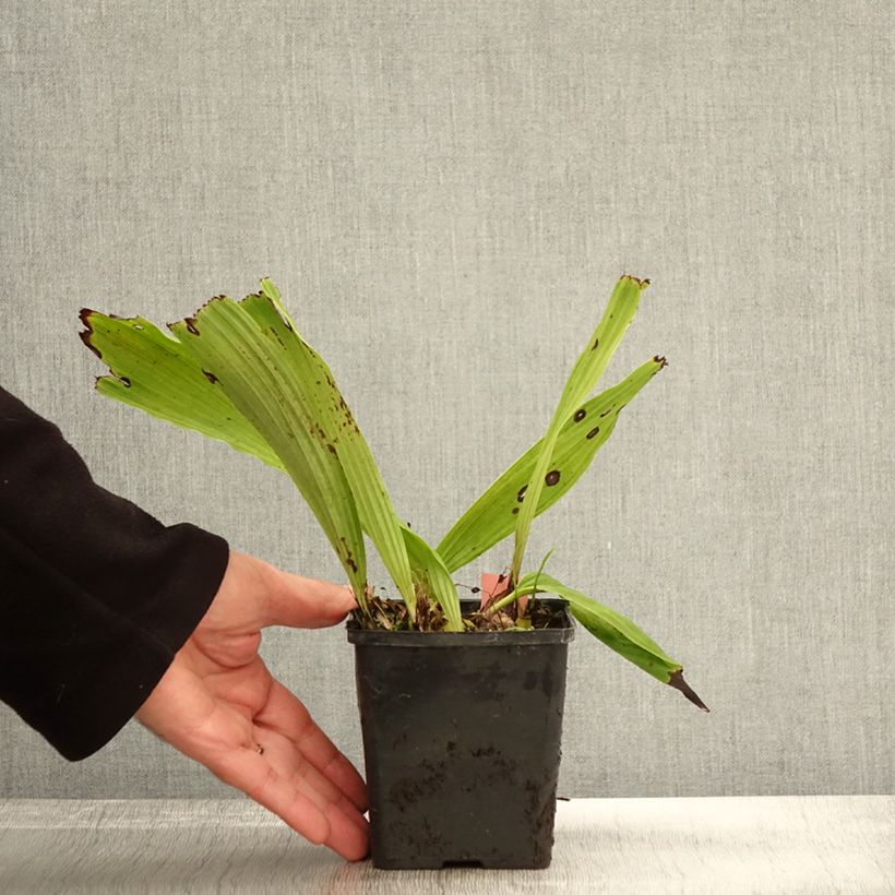 Exemplar von Pleione Glacier Peak - Tibetorchidee Kleine Töpfe von 8/9 cm wie im Herbst geliefert