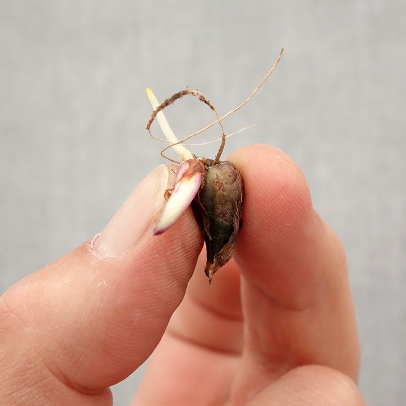 Exemplar von Pleione Tongariro - Tibetorchidee Zwiebel Kaliber/Größe I wie im Frühjahr geliefert