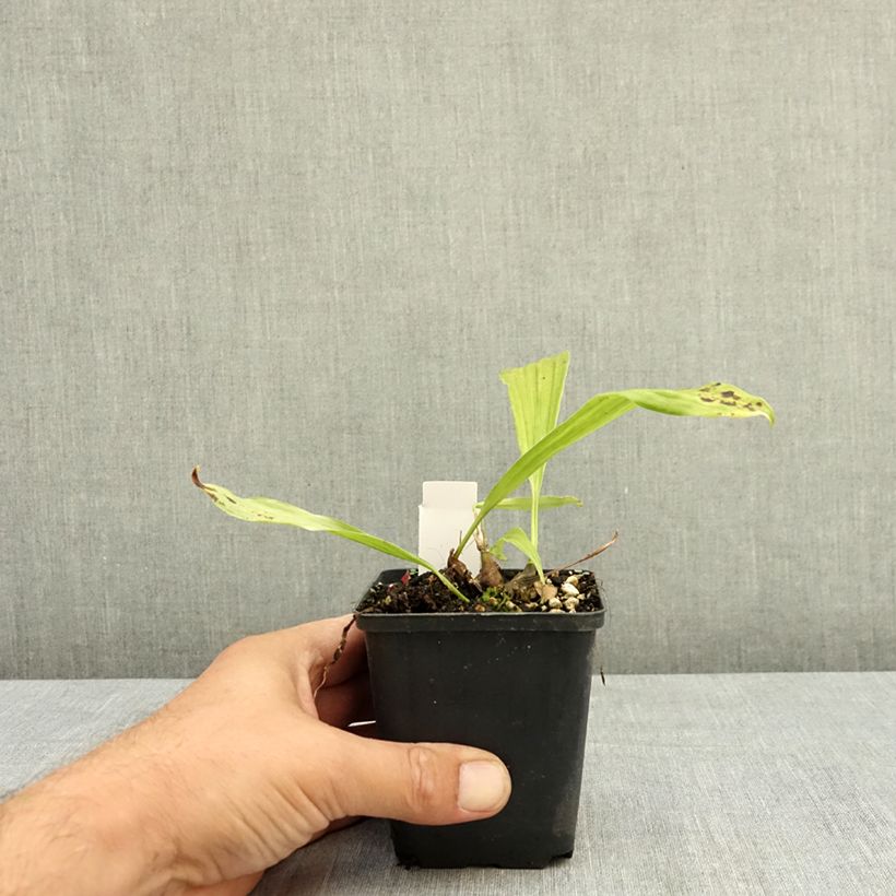 Exemplar von Pleione hybrida Tongariro - Tibetorchidee Kleine Töpfe von 8/9 cm wie im Sommer geliefert