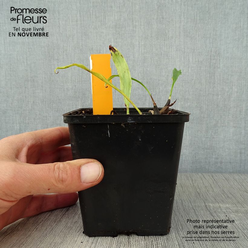 Exemplar von Pleione Tongariro - Orchidée terrestre Pot de 1L/1,5L wie im Herbst geliefert