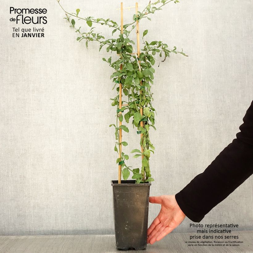 Example of Plumbago auriculata Dark Blue - Kap-Bleiwurz Topf mit 2L/3L as you get in hiver