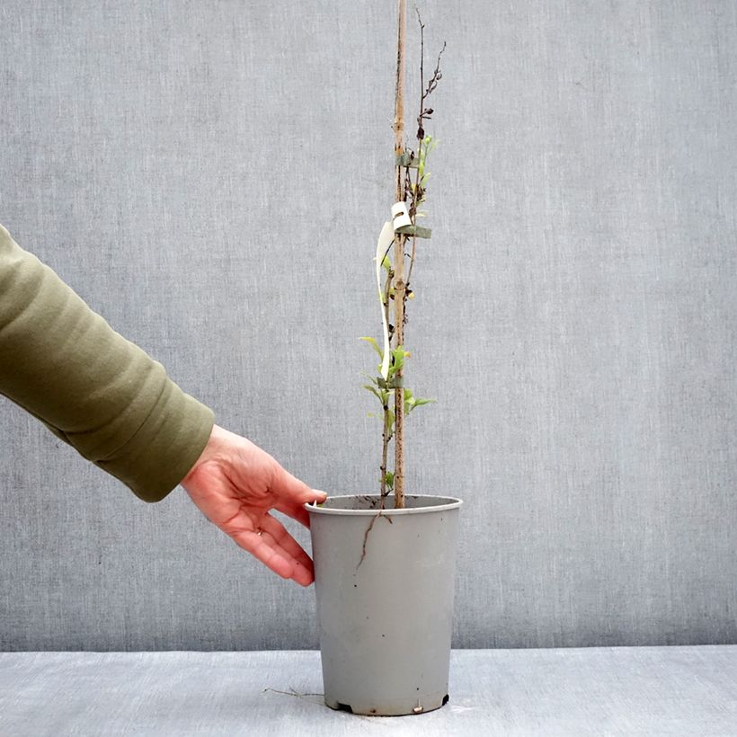 Example of Plumbago auriculata - Kap-Bleiwurz Topf mit 2L/3L as you get in hiver