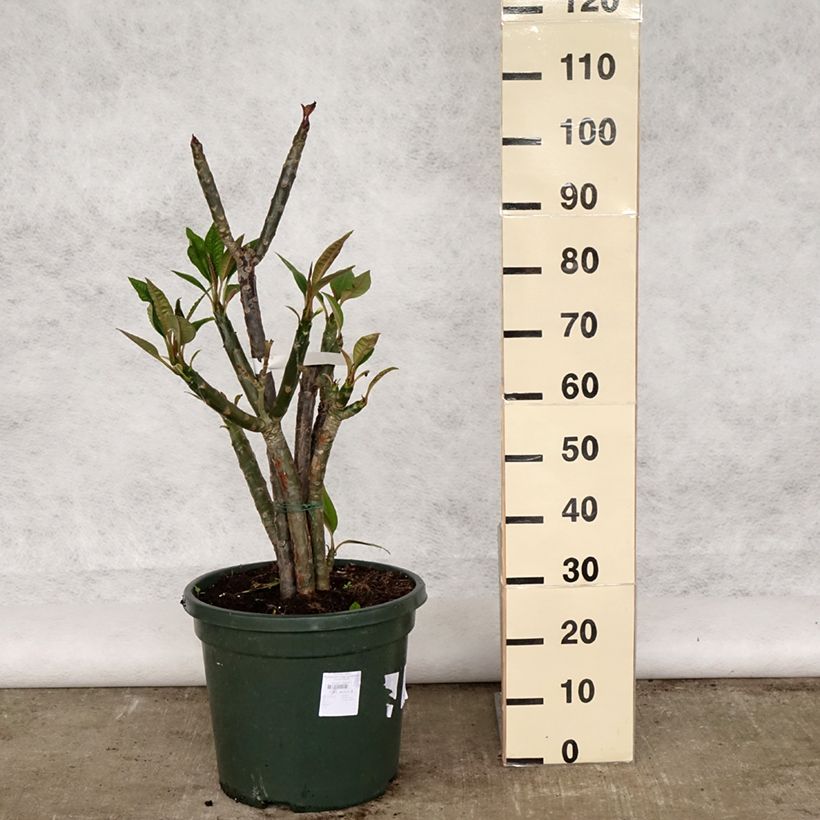 Example of Plumeria rubra - Frangipani Topf mit 6L/7L as you get in printemps