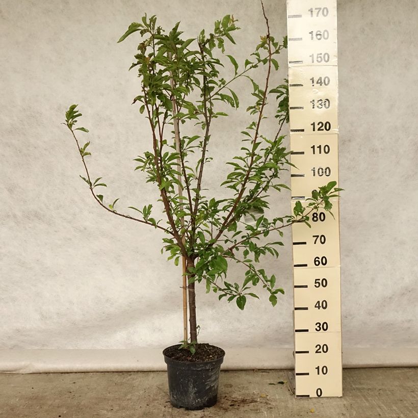Exemplar von Pluot Flavor Supreme - Prunus Topf mit 7,5L/10L, Gobelet-Form wie im Sommer geliefert