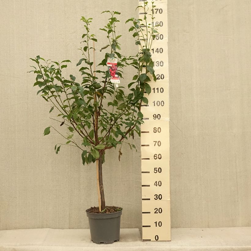 Exemplar von Pluot Pink Candy - Prunus Topf mit 7,5L/10L, Gobelet-Form wie im Sommer geliefert