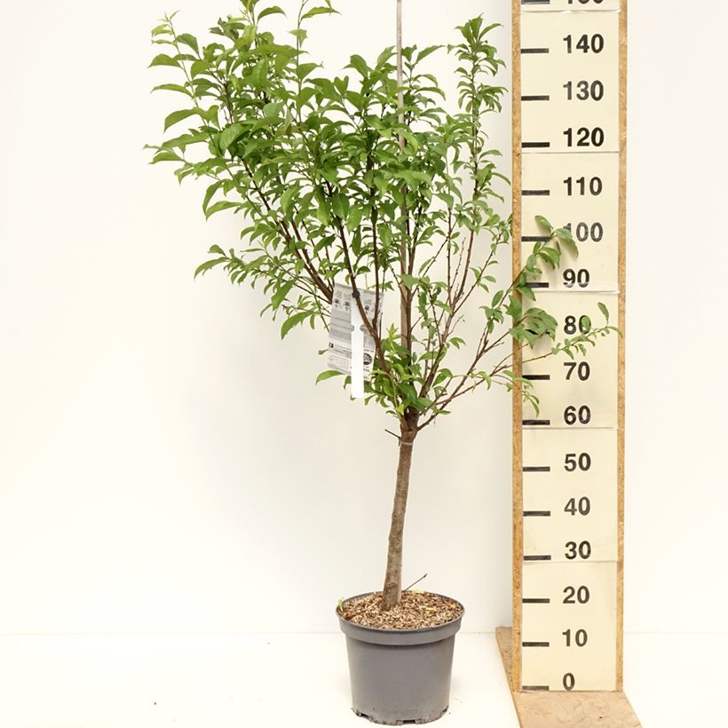 Exemplar von Pluot Pink Candy - Prunus Topf mit 7,5L/10L, Gobelet-Form wie im Frühjahr geliefert