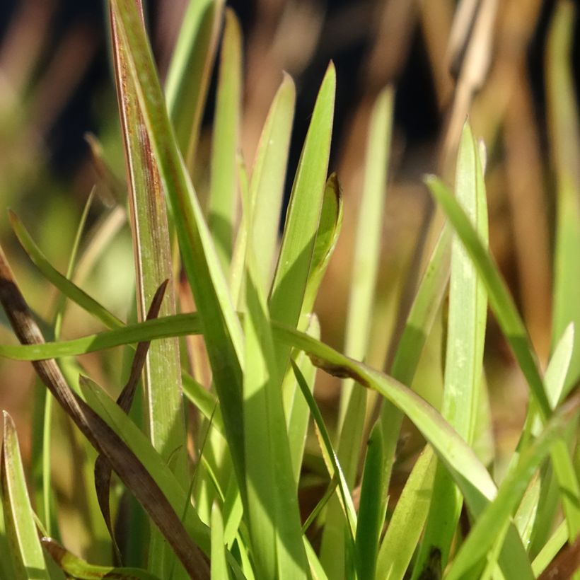 Poa chaixii - Chaix-Rispengras (Foliage)