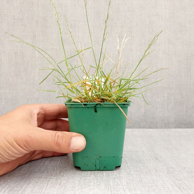 Exemplar von Poa glauca Blue Hills Kleine Töpfe von 8/9 cm wie im Frühjahr geliefert