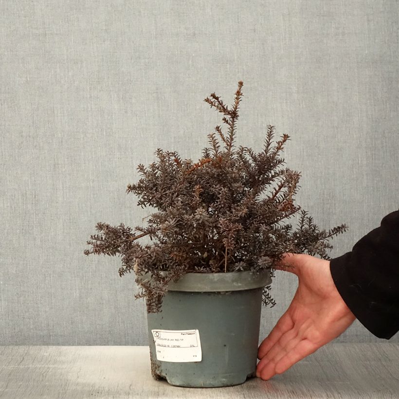 Exemplar von Podocarpus lawrencei Red Tip - Steineibe Topf mit 2L/3L wie im Frühjahr geliefert