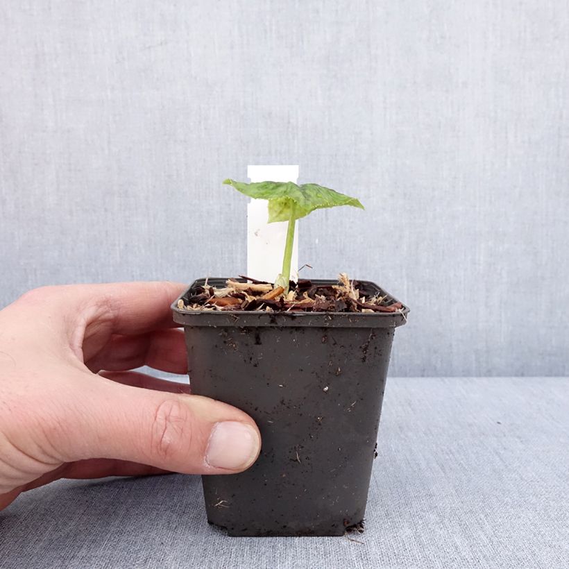 Exemplar von Podophyllum delavayi - Dysosma delavayi Godet de 8/9 cm wie im Winter geliefert