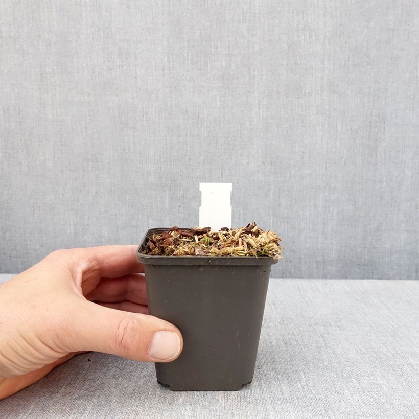 Example of Podophyllum delavayi - Delavays Maiapfel Kleine Töpfe von 8/9 cm as you get in printemps