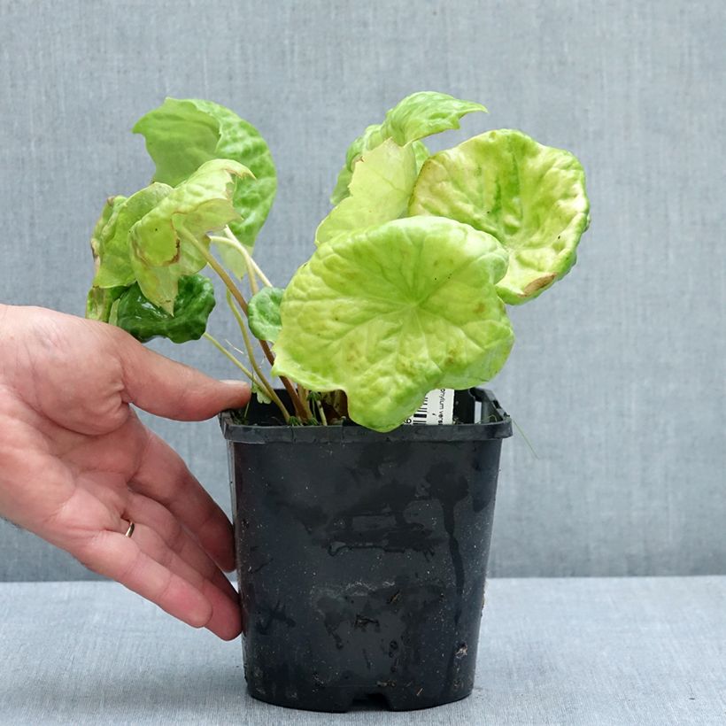 Exemplar von Podophyllum Spotty Dotty - Maiapfel Topf mit 1L/1,5L wie im Sommer geliefert