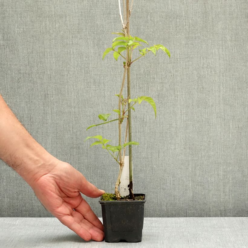 Exemplar von Podranea ricasoliana Comtesse Sarah - Trompetenwein Topf 12 cm / 13 cm wie im Frühjahr geliefert
