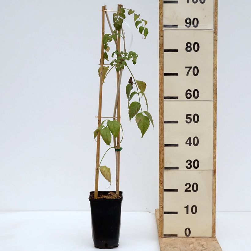 Exemplar von Podranea ricasoliana Comtesse Sarah - Trompetenwein Topf mit 2L/3L wie im Frühjahr geliefert