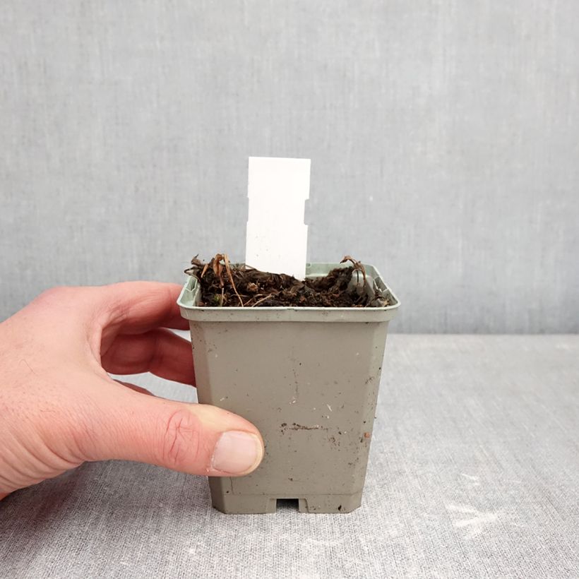 Exemplar von Pogonia ophioglossoides - Moorpogonie Kleine Töpfe von 8/9 cm wie im Winter geliefert