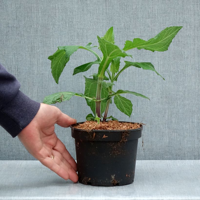 Example of Smallanthus sonchifolius - Yacón  Topf mit 1,5L/2L as you get in printemps