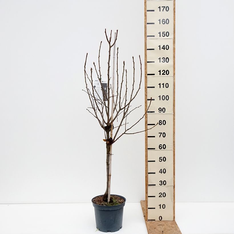 Exemplar von Birnbaum Angelys - Pyrus communis Topf mit 7,5L/10L, Gobelet-Form wie im Herbst geliefert