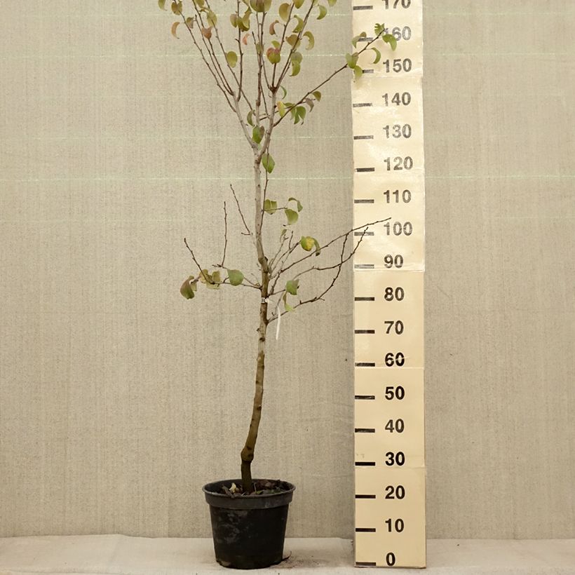 Exemplar von Birnbaum Beurré Giffard - Pyrus communis Topf mit 7,5L/10L, Gobelet-Form wie im Herbst geliefert