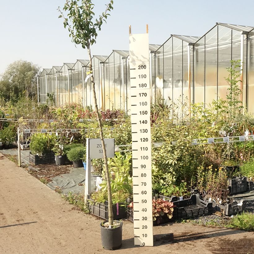 Exemplar von Birnbaum Charneux - Pyrus communis Topf mit 7,5L/10L, Hochstamm wie im Sommer geliefert