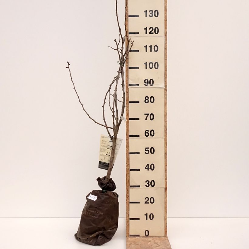 Exemplar von Poirier Comtesse de Paris - Georges Delbard Motte "Prêt-à-planter", Gobelet wie im Winter geliefert