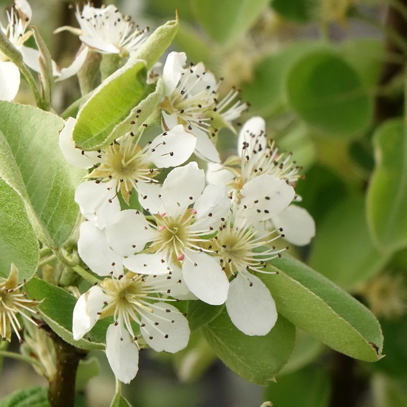 Birnbaum Comtesse de Paris - Pyrus communis (Blüte)