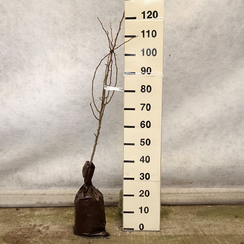 Exemplar von Birnbaum Comtesse de Paris - Pyrus communis Ballenware "Fertig-zum-Pflanzen", Heister wie im Herbst geliefert