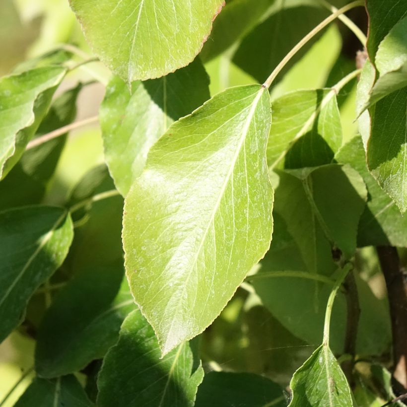 Birnbaum Delbard Gourmande delsavor - Pyrus communis (Laub)