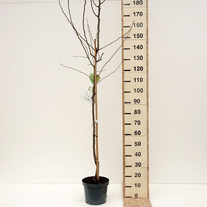 Exemplar von Poirier Doyenné du Comice Pot de 7,5L/10L, Demi-Tige wie im Winter geliefert