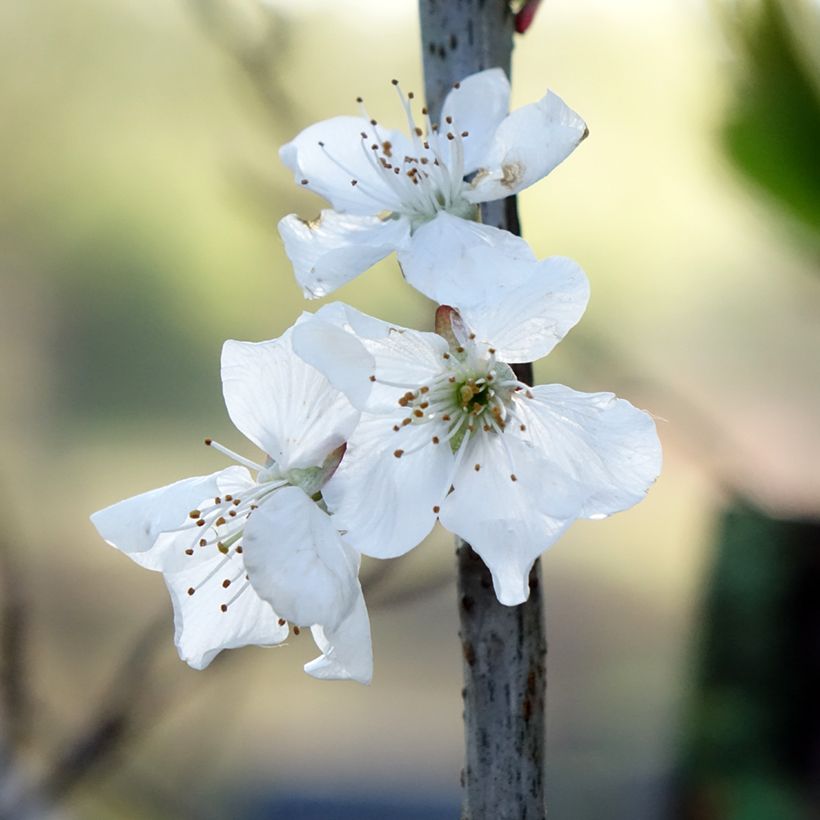 Birnbaum Doyenné du Comice - Pyrus communis (Blüte)