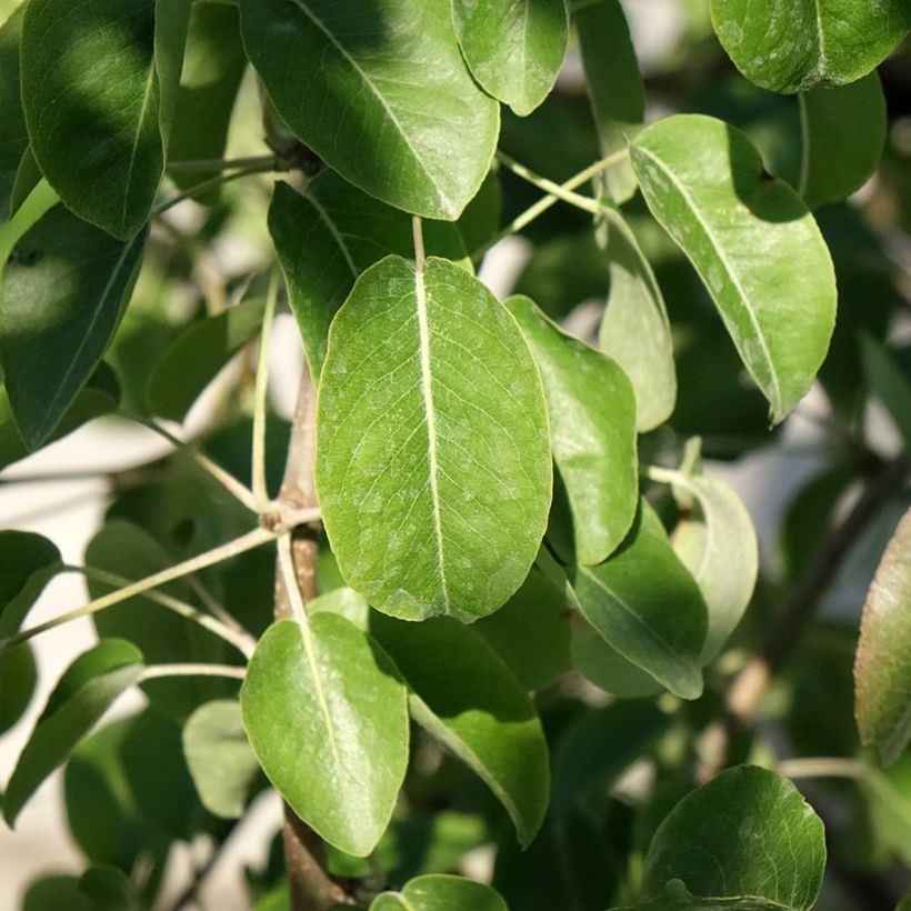 Birnbaum Dubbele Philip - Pyrus communis (Laub)