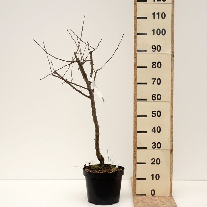 Exemplar von Birnbaum Dubbele Philip - Pyrus communis Topf mit 7,5L/10L, Halbstamm wie im Winter geliefert