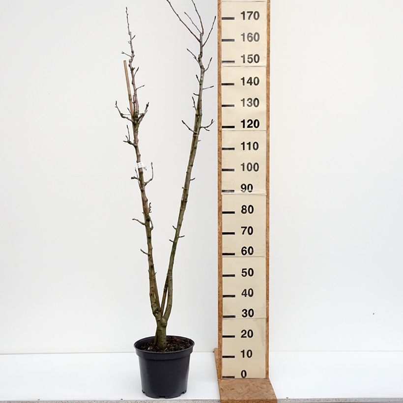Exemplar von Birnbaum Duo - Pyrus communis Topf mit 7,5L/10L wie im Herbst geliefert