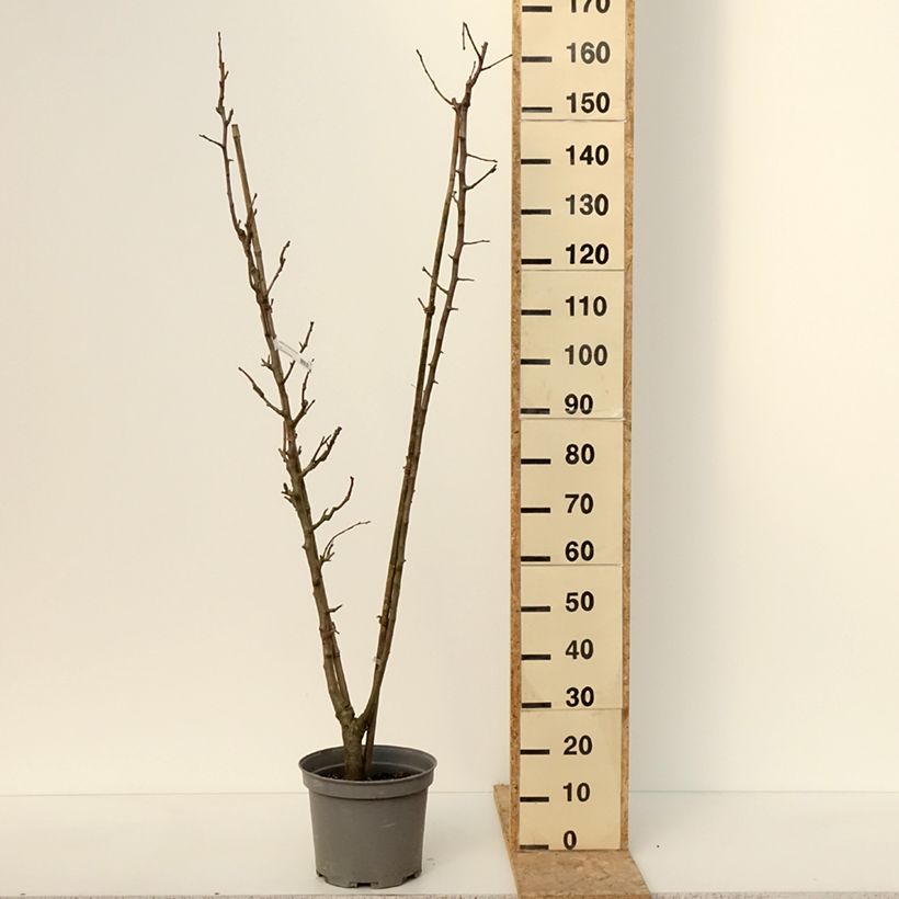 Exemplar von Birnbaum Duo - Pyrus communis Topf mit 7,5L/10L wie im Winter geliefert