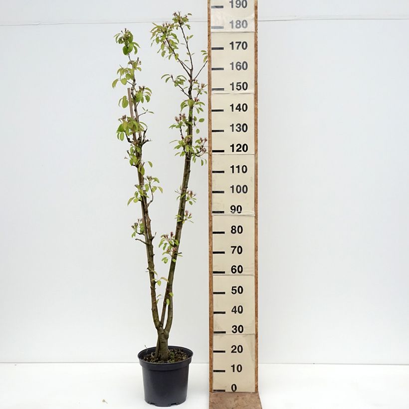 Exemplar von Birnbaum Duo - Pyrus communis Topf mit 7,5L/10L wie im Frühjahr geliefert