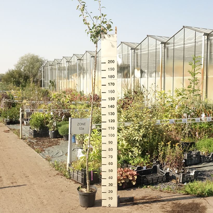 Exemplar von Birnbaum Durondeau - Pyrus communis Topf mit 7,5L/10L, Hochstamm wie im Sommer geliefert