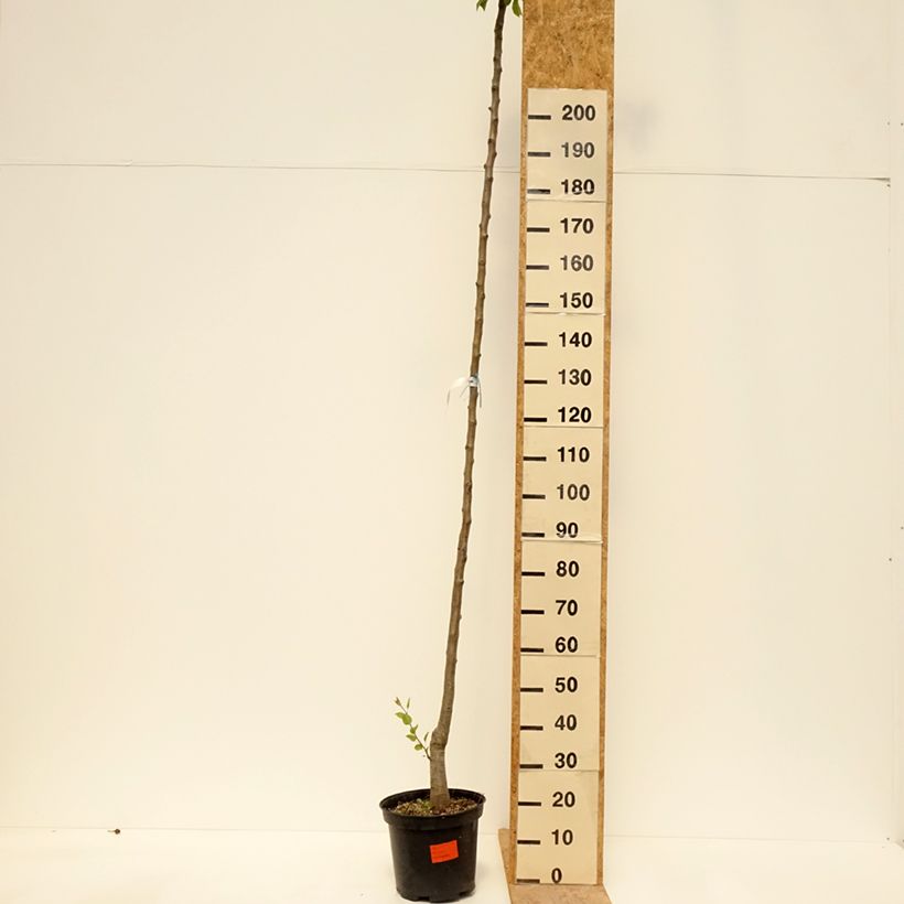 Exemplar von Birnbaum Durondeau - Pyrus communis Topf mit 7,5L/10L, Hochstamm wie im Frühjahr geliefert