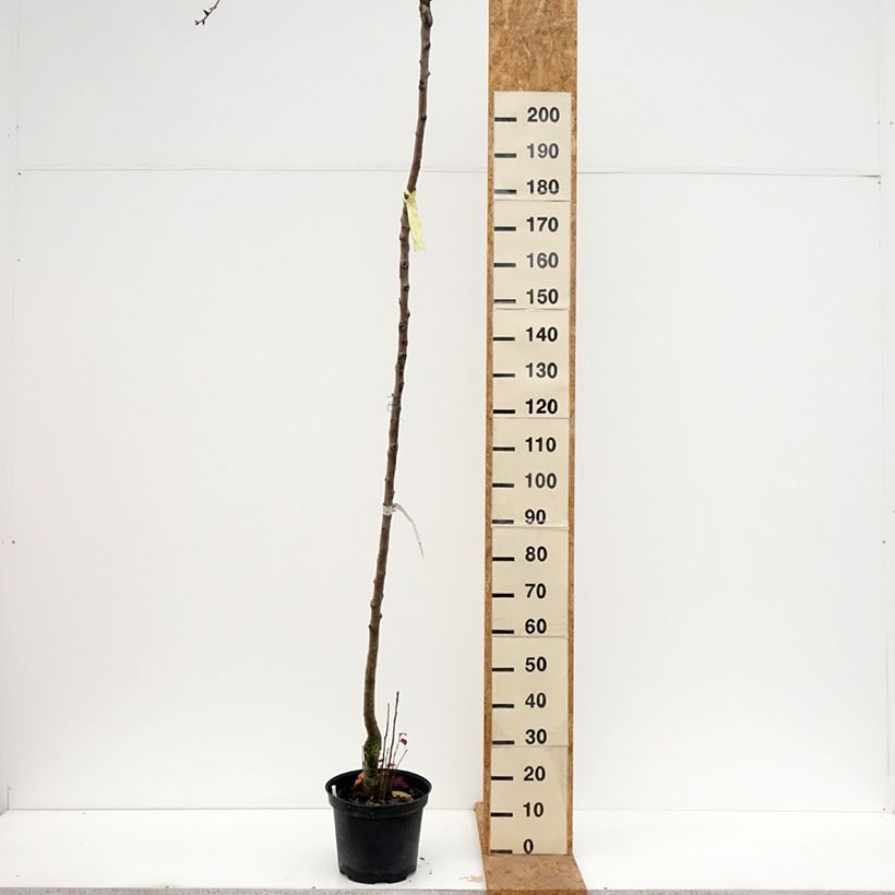 Exemplar von Birnbaum Durondeau - Pyrus communis Topf mit 7,5L/10L, Hochstamm wie im Herbst geliefert