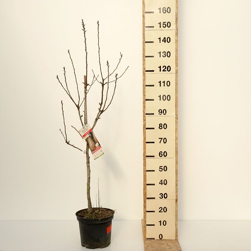 Exemplar von Poirier Epine du Mas - Duc de Bordeaux Pot de 7,5L/10L, Gobelet wie im Winter geliefert