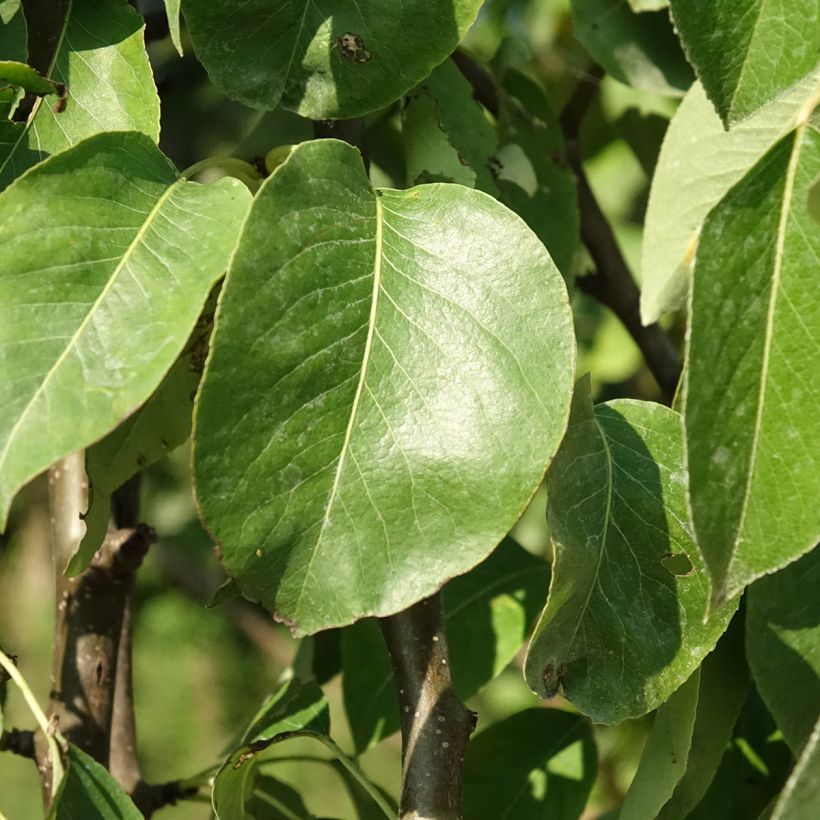 Birnbaum Fertilia Delbard Delwilmor - Pyrus communis (Laub)