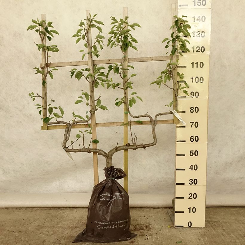 Exemplar von Birnbaum Fertilia Delbard Delwilmor - Pyrus communis Plug "Fertig-zum-Pflanzen", Spalierobst doppelte U-Form wie im Sommer geliefert
