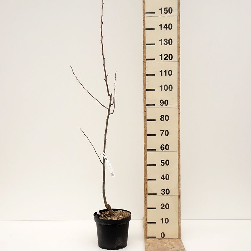 Exemplar von Poirier General Leclerc - Pyrus communis Pot de 7,5L/10L, Scion wie im Winter geliefert