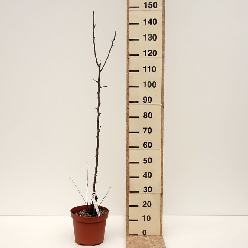 Exemplar von Poirier Jules Guyot Pot de 7,5L/10L, Scion wie im Winter geliefert
