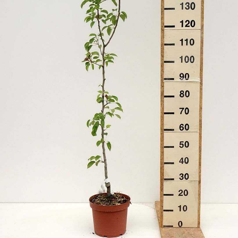 Example of Birnbaum Jules Guyot - Pyrus communis Topf mit 7,5L/10L, Heister as you get in printemps