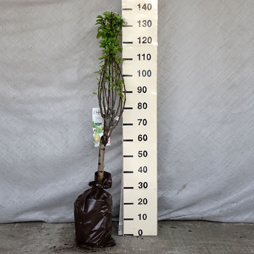 Exemplar von Zwergbirnbaum Belle Helene - Pyrus communis Plug "Fertig-zum-Pflanzen", 1/4 Stängel wie im Frühjahr geliefert