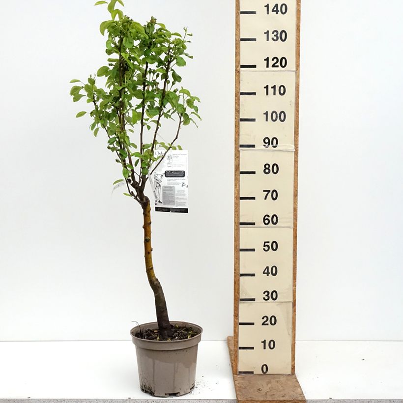Exemplar von Zwergbirnbaum Belle Helene - Pyrus communis Topf mit 7,5L/10L, 1/4 Stängel wie im Frühjahr geliefert