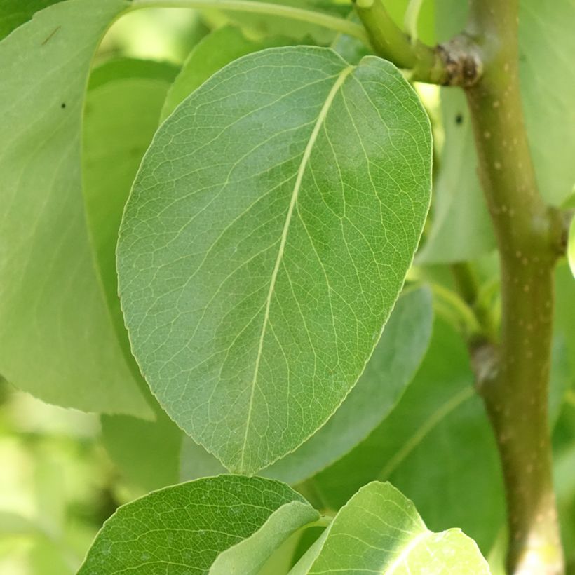 Zwergbirnbaum Condo - Pyrus communis (Laub)