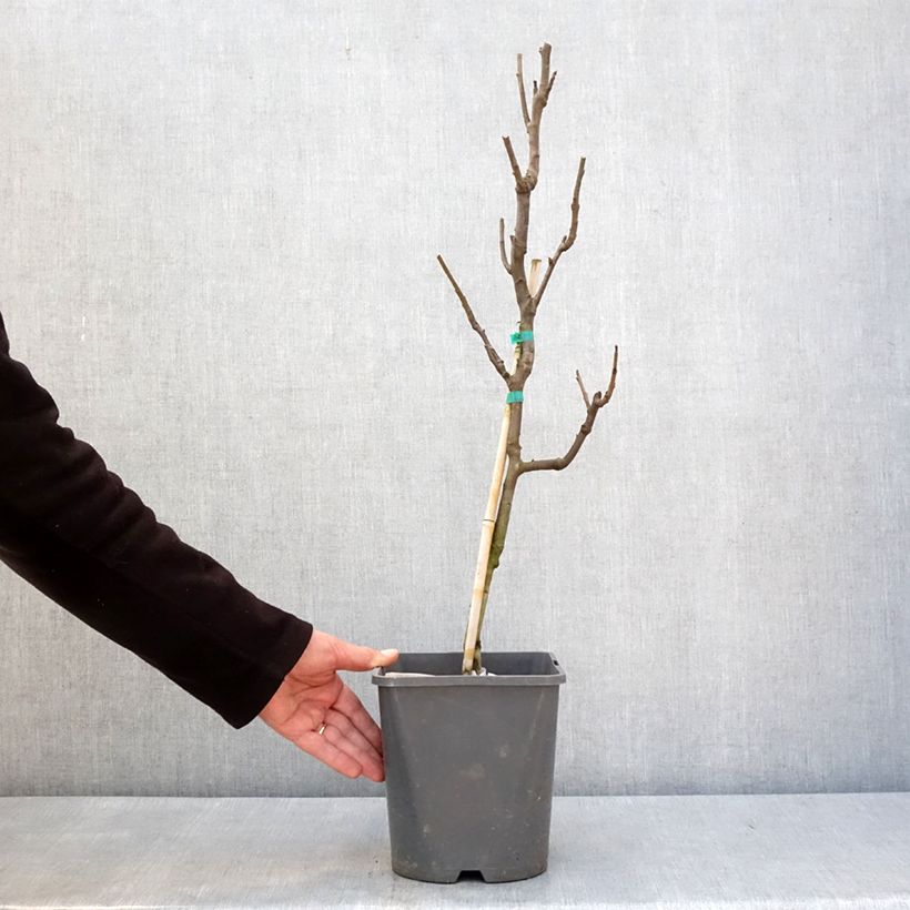 Exemplar von Poirier nain Fruit Me Pear Me Conférence Pot de 4L/5L, Nain wie im Winter geliefert