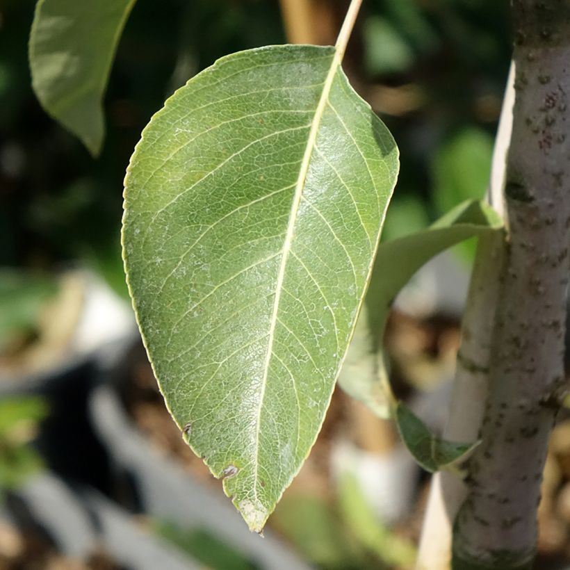 Zwergbirnbaum Fruit Me Pear Me Conférence - Pyrus communis (Laub)