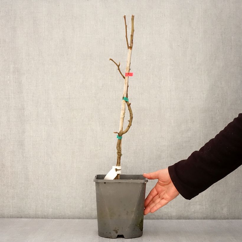 Exemplar von Zwergbirnbaum Fruit Me Pear Me Williams Bon-Chrétien - Pyrus communis Topf mit 4L/5L, Zwergform wie im Frühjahr geliefert